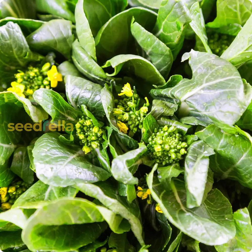 Green Yu Choy Sum seeds for planting in home gardens