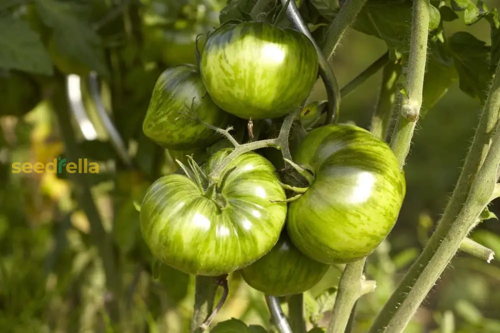 Green Zebra tomato plants growing in full sun