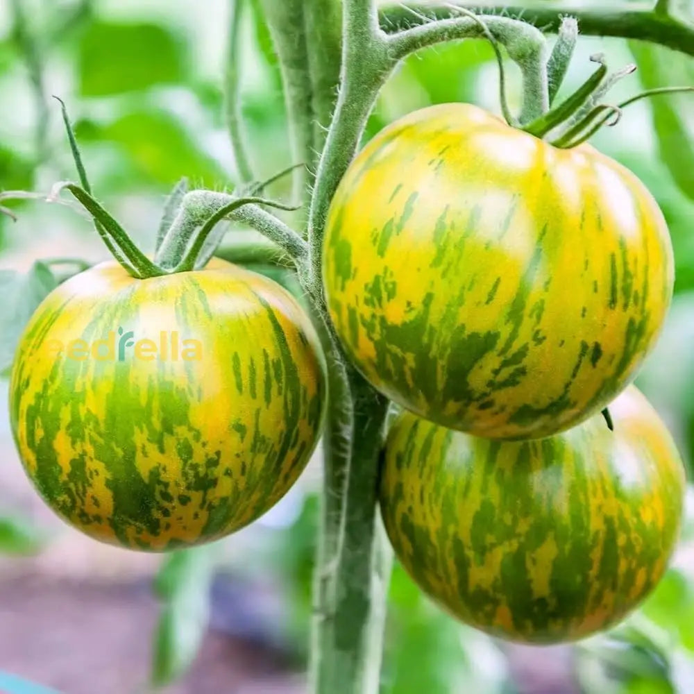 High quality Green Zebra tomato seeds closeup