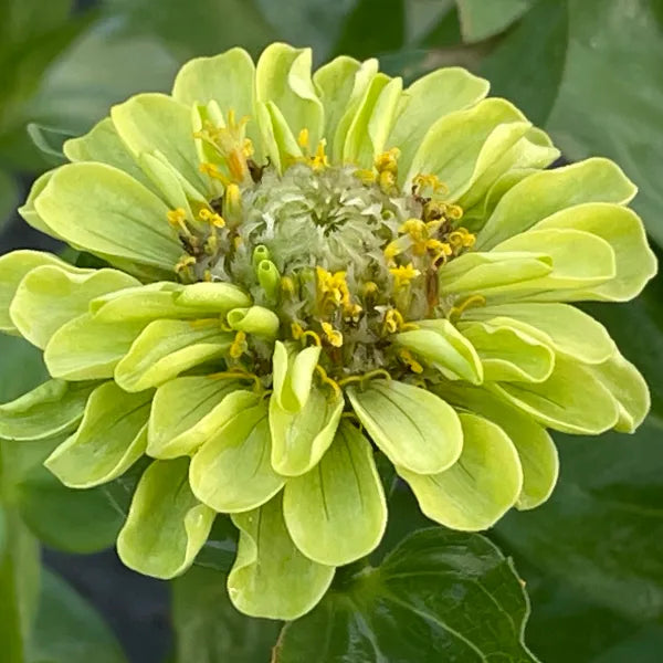 Green Zinnia Flowering Blooms in Garden