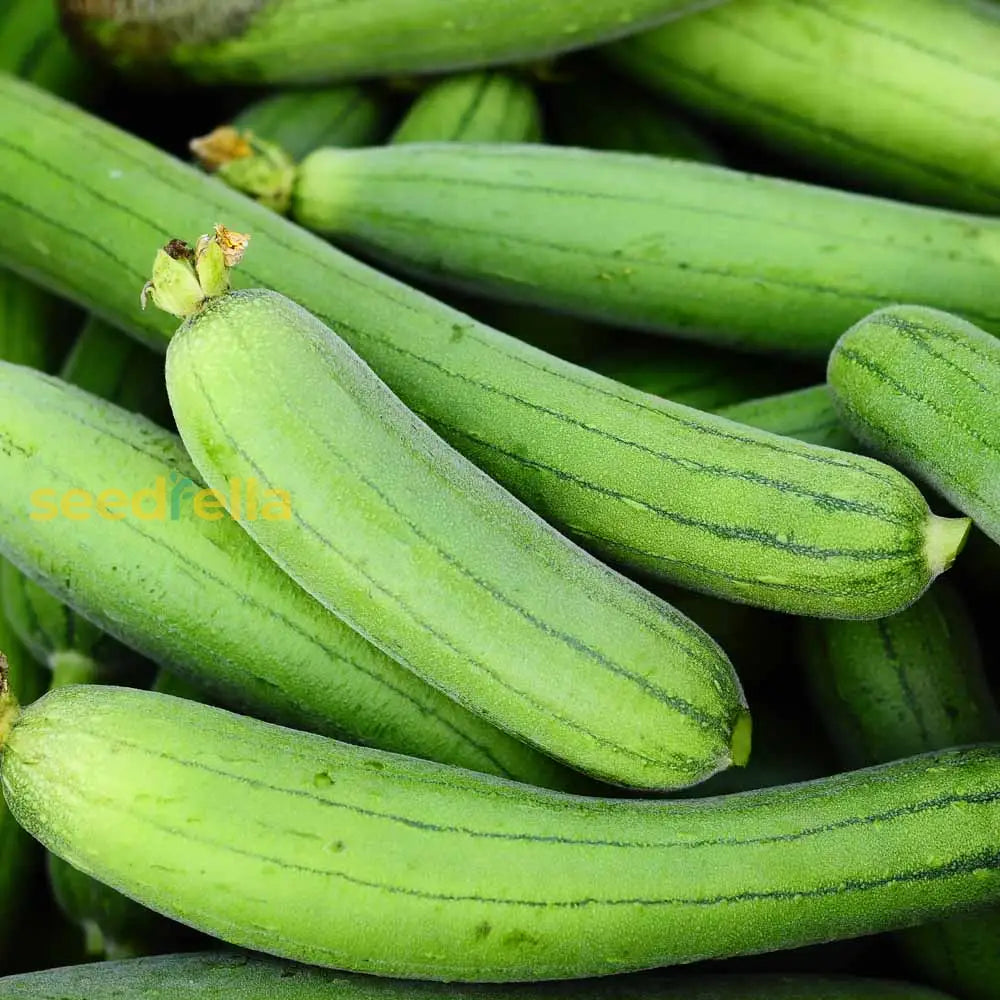 Green Zucca Luffa Seeds For Planting  Vegetable Garden Essential Seeds