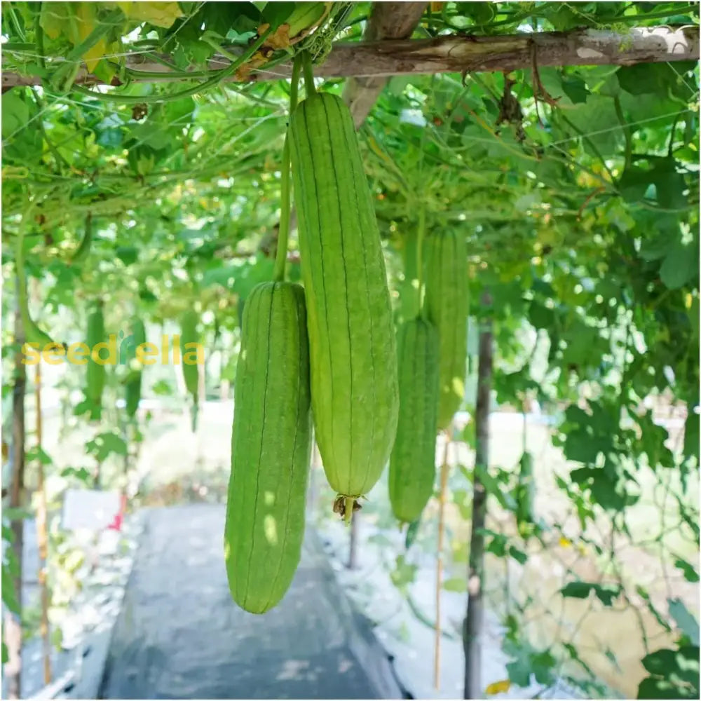 Green Zucca Luffa seeds for planting non GMO