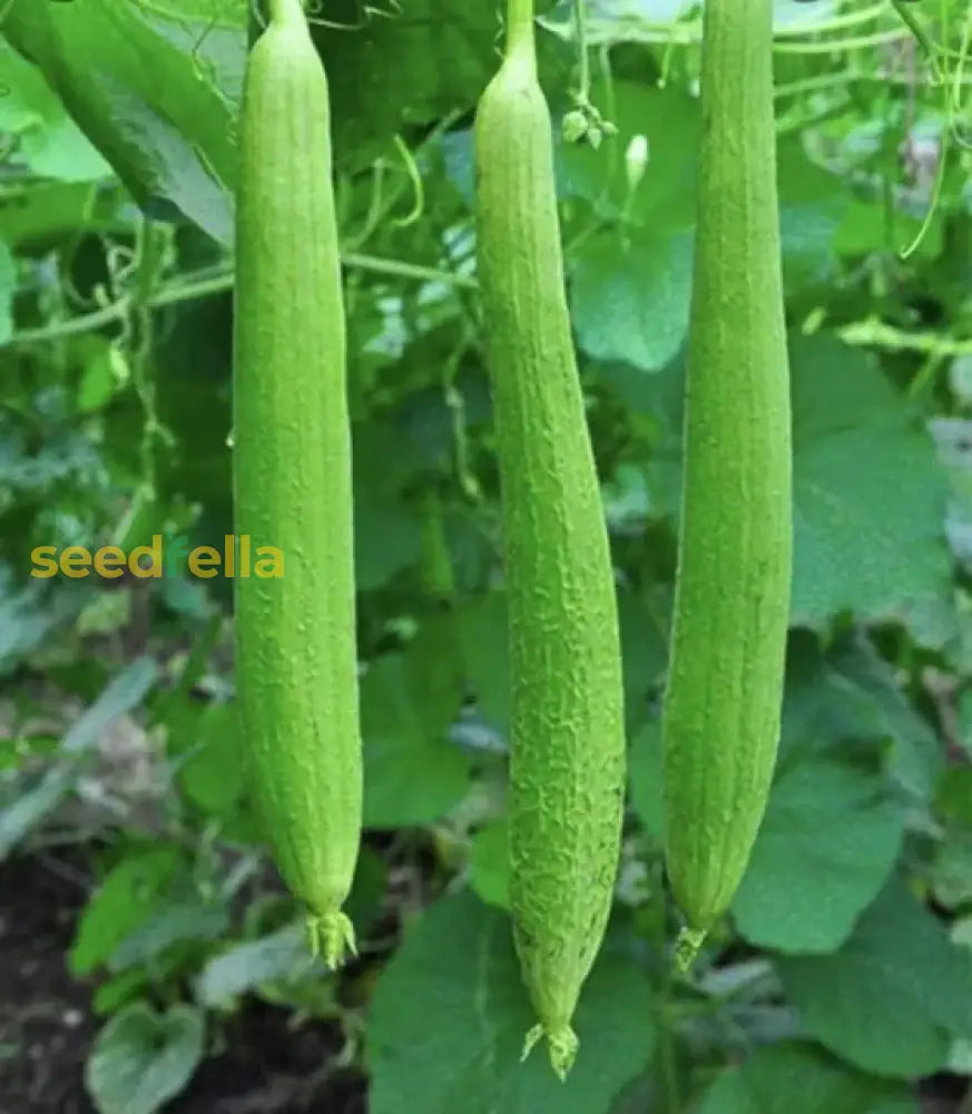 Green Zucca Luffa vines growing in home garden