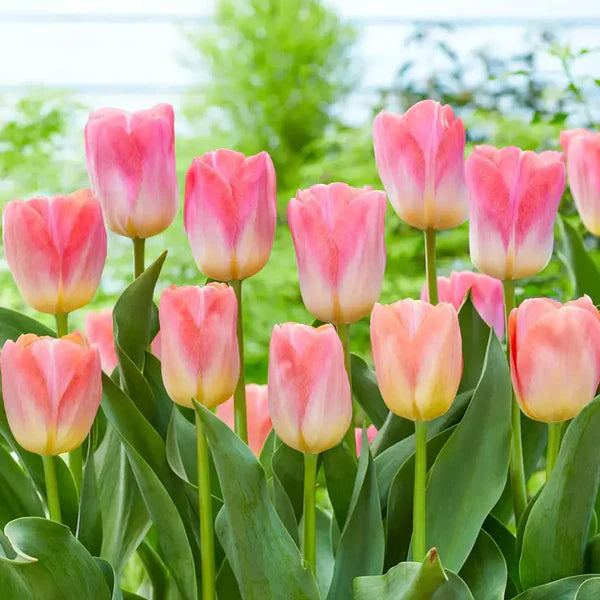 green-and-pink-tulip-flower-seeds