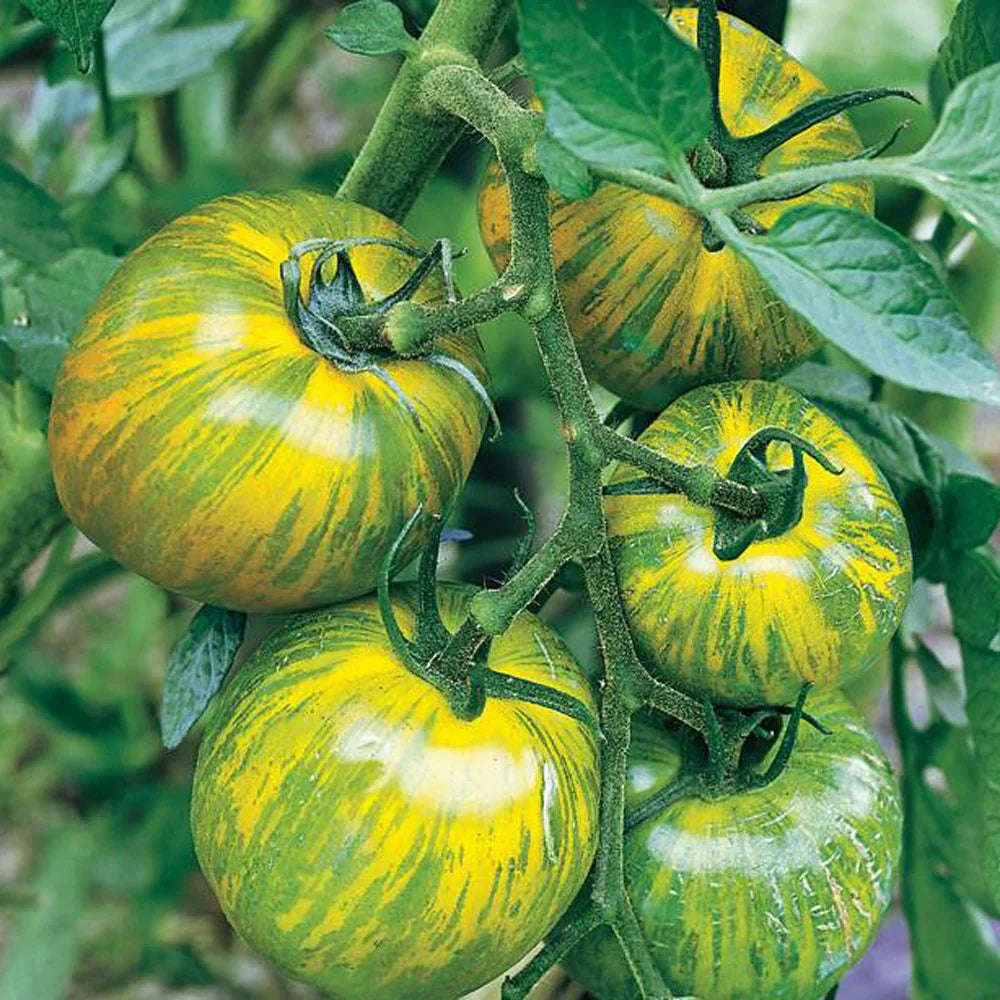 Green & Yellow Tomato Vegetable Seeds For Vibrant Garden Planting