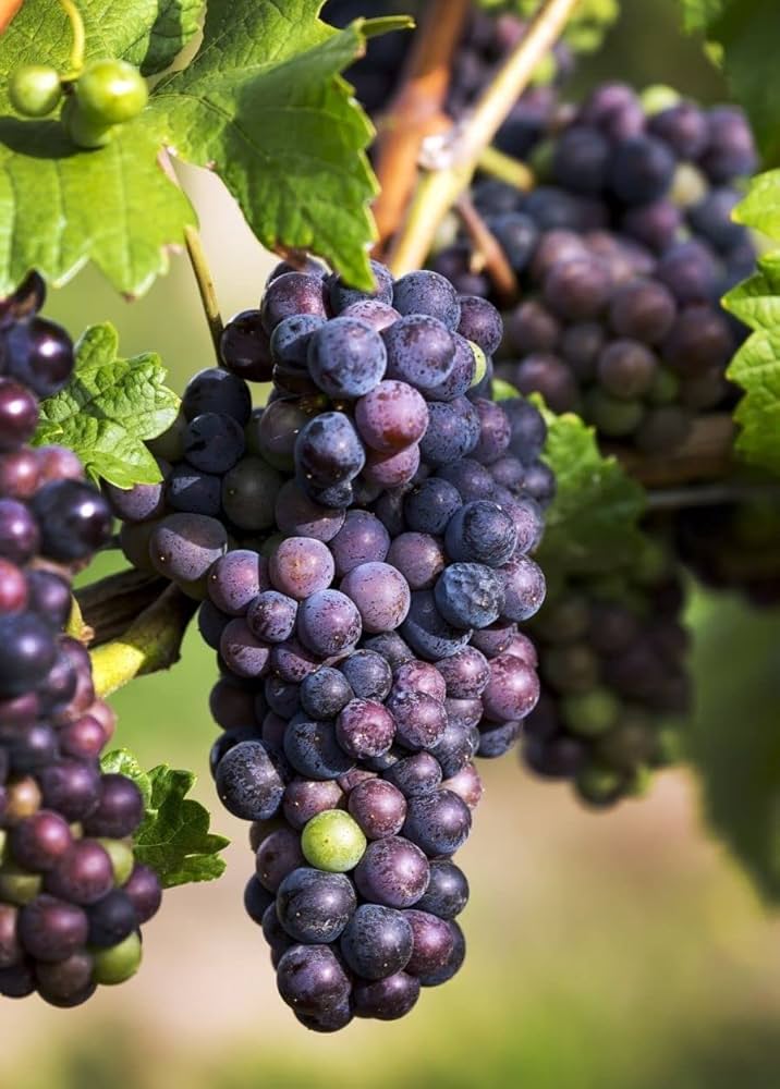 Young grape seedlings in greenhouse
