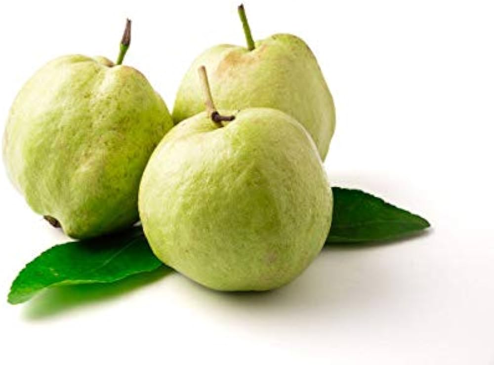 Young Guava seedlings in greenhouse