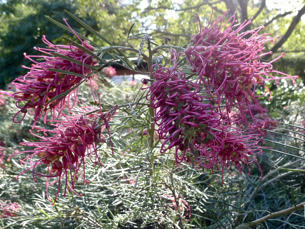 Graines de Grevillea Robusta de Bourgogne à planter