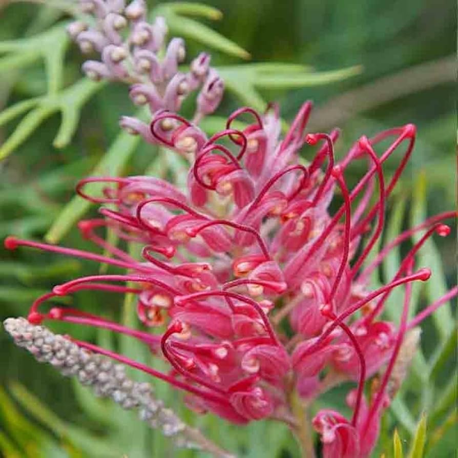Grevillea Robusta Plant with Red-Orange Flowers