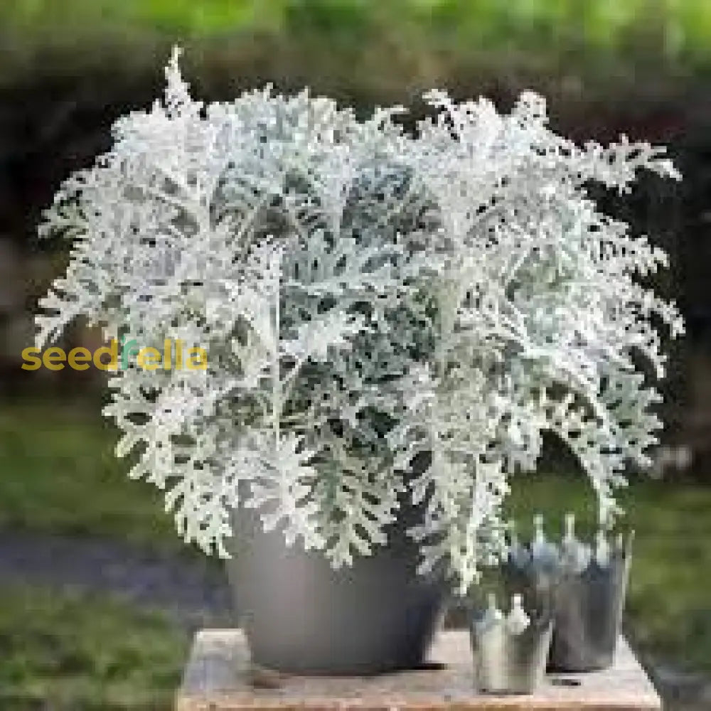 Grey Dusty Miller Planting Seeds For Lush Gardens Plant Seeds