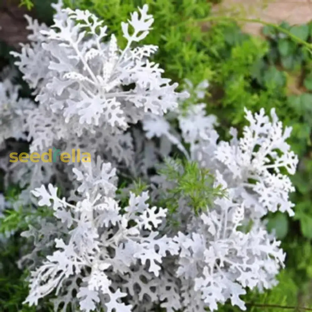 Grey Dusty Miller Planting Seeds For Lush Gardens Plant Seeds