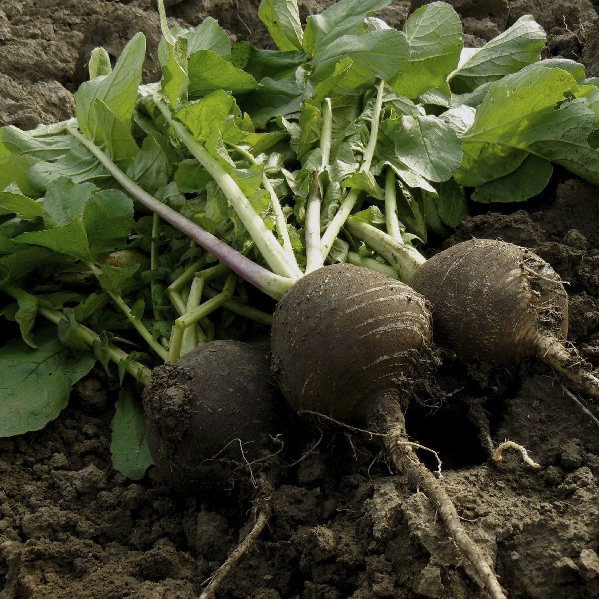 Grey radish plants growing in a home garden