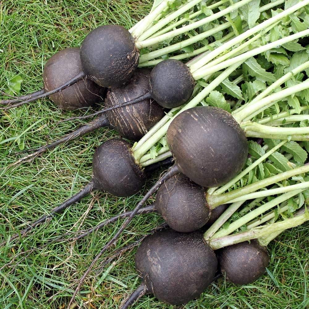 Grey radish seeds for planting in home gardens