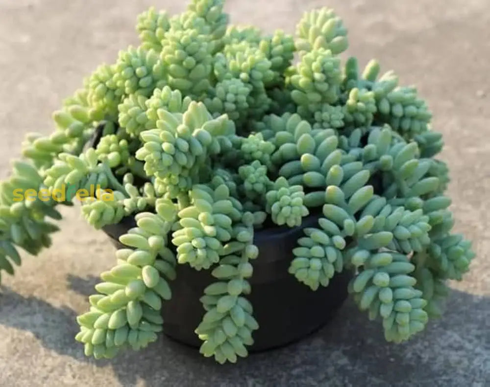 Grey Sedum Succulent Seeds For Easy Planting Plant Seeds