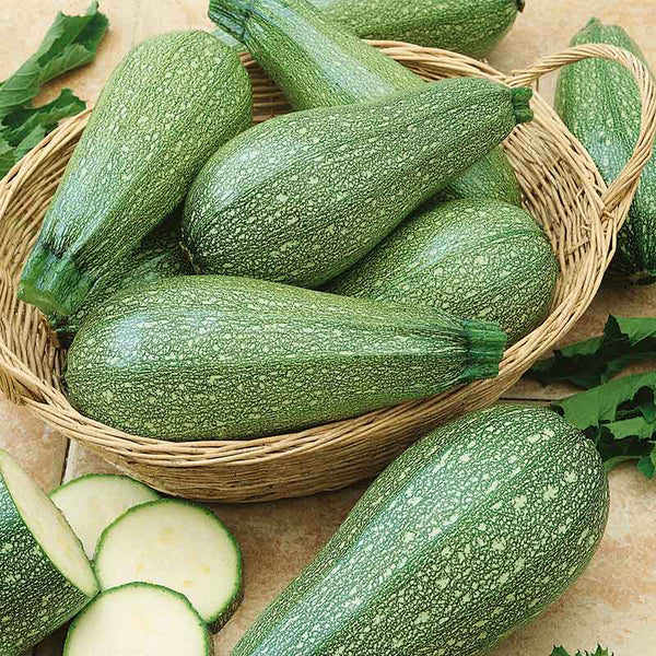 Grey zucchini seeds for planting