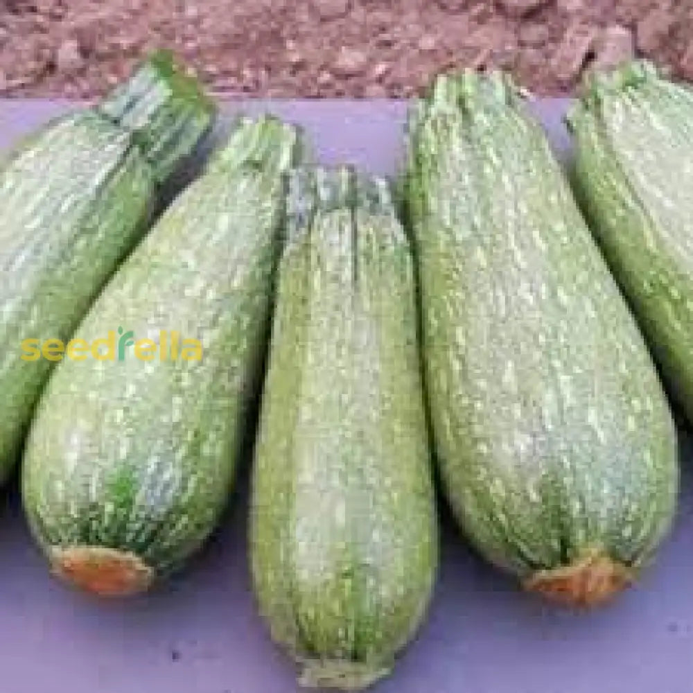 Grey Zucchini Squash Seeds For Planting  Grow Delicious Vegetables Vegetable Seeds