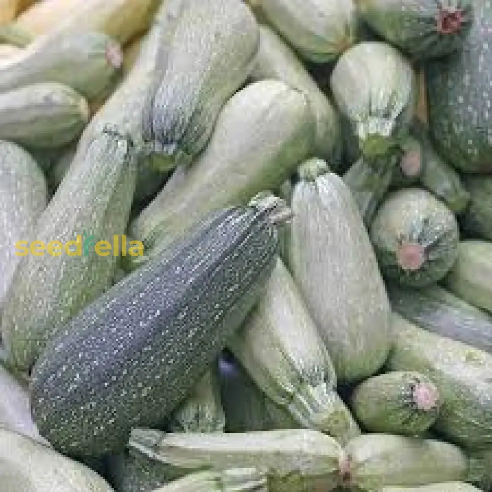 Grey Zucchini Squash Seeds For Planting  Grow Delicious Vegetables Vegetable Seeds