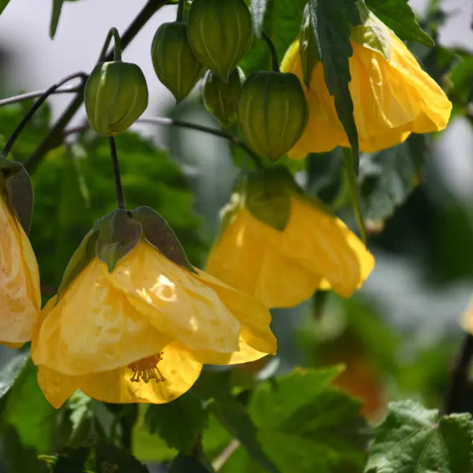 How to grow Yellow Abutilon Striatum from seeds