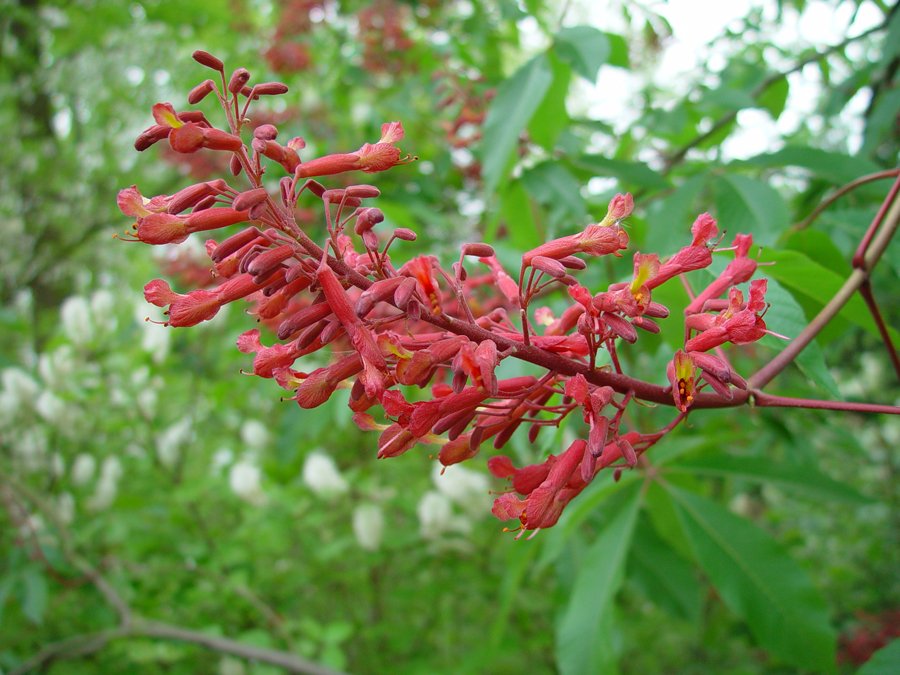 How to grow Aesculus Pavia Seeds