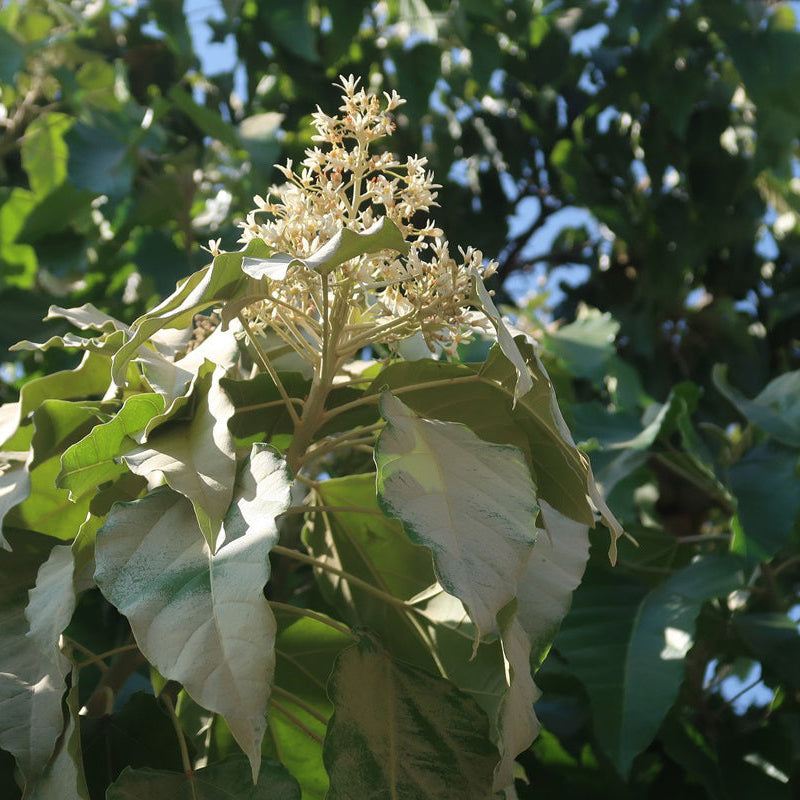 How to plant Aleurites Flower Seeds