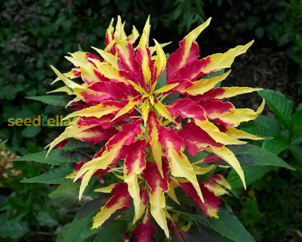 Grow Amaranthus Seeds For A Stunning Garden Flower