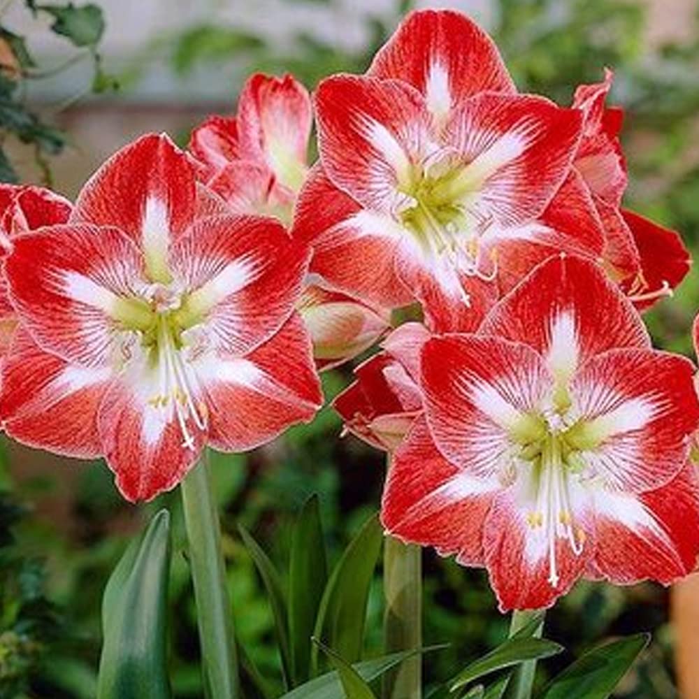 How to grow Amaryllis Zwiebeln from seeds