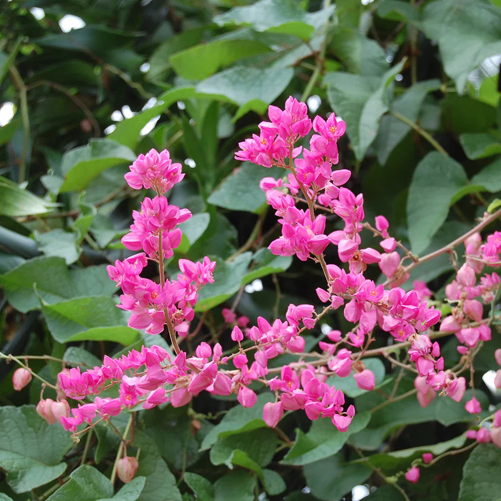 How to grow Antigonon Flower Seeds