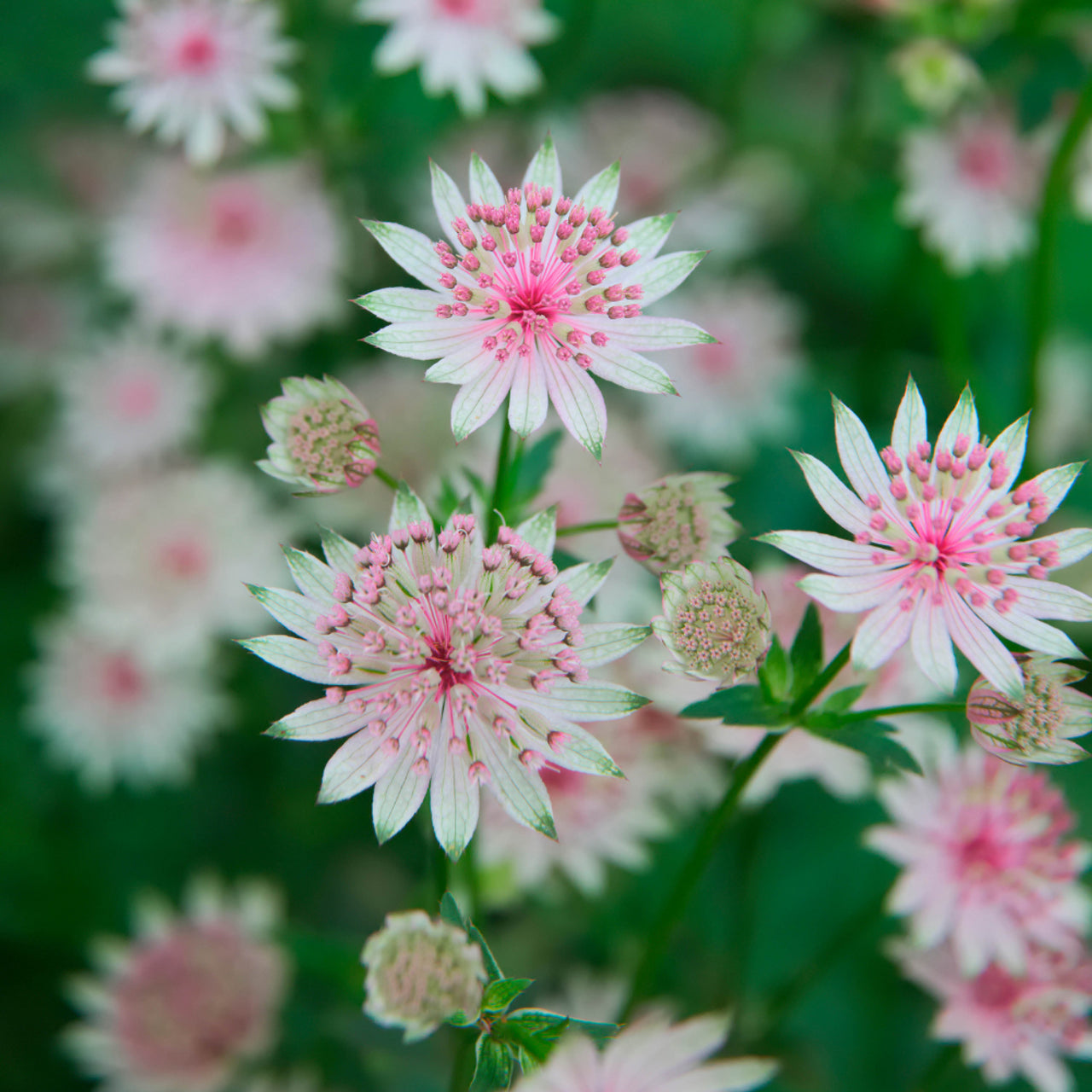How to grow Astrantia flowers from seeds easily