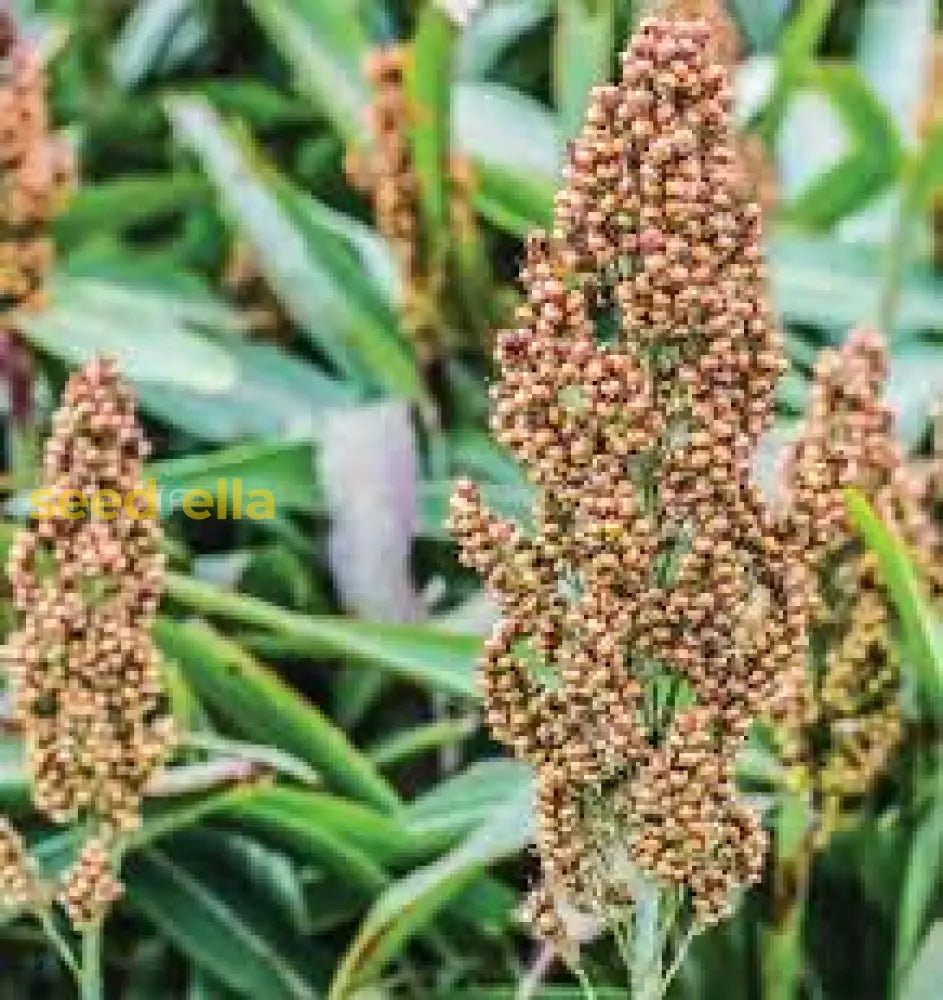 Grow Broom Sorghum Seeds – Drought-Tolerant Grain Plant