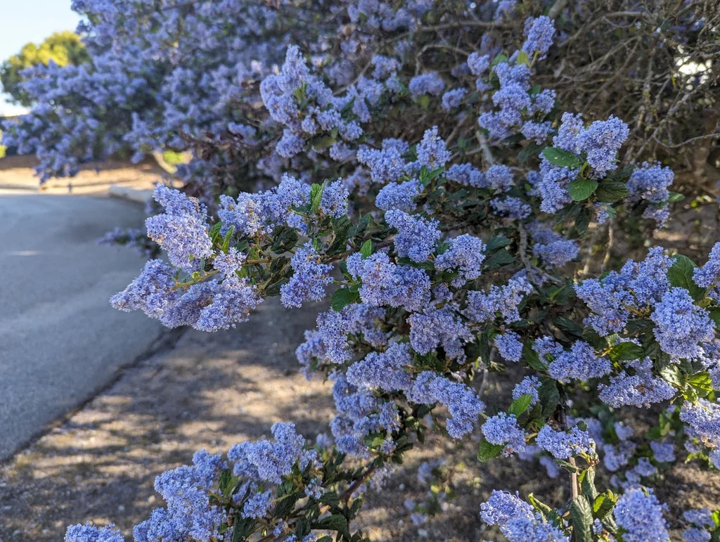 How to plant Ceanothus Prostratus Seeds