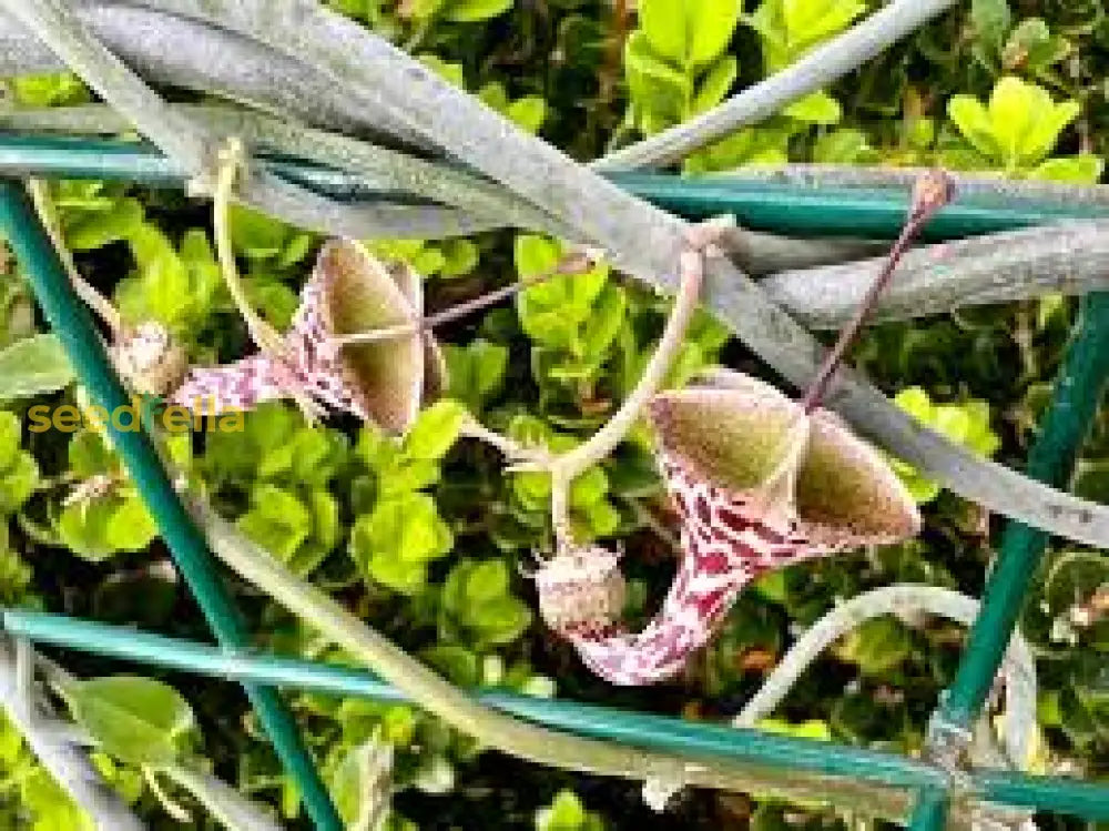 Grow Ceropegia Seeds – Exotic Non-GMO Succulent Vine