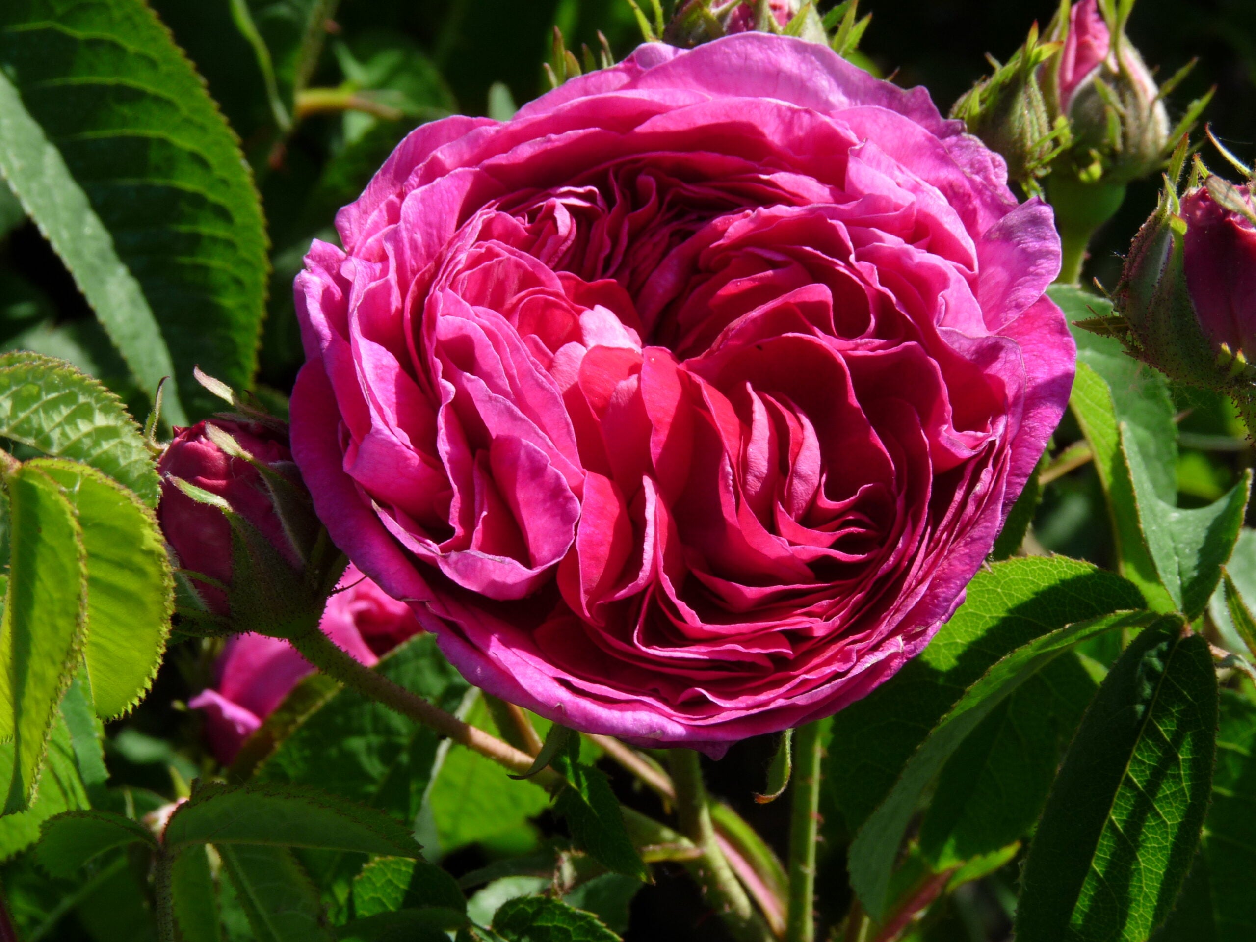 How to grow Charles de Mills Flowers from seeds