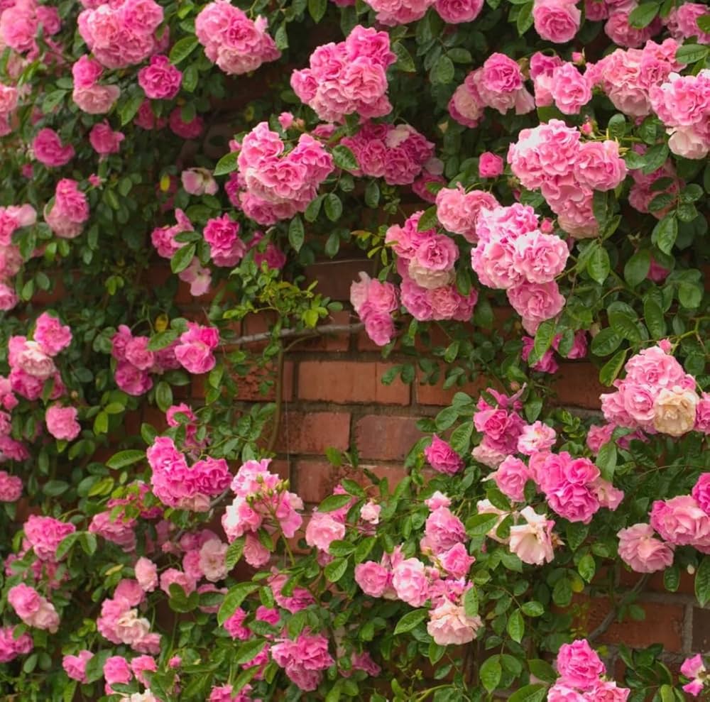 Guide to growing Pink & White Climbing Roses from seeds