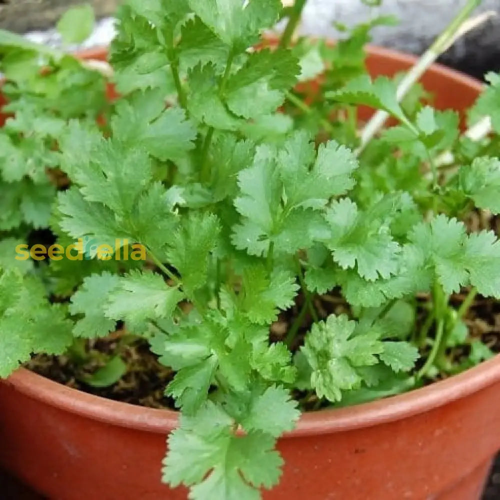 Grow Coriander Seeds – Easy-to-Grow Annual Herb for Containers