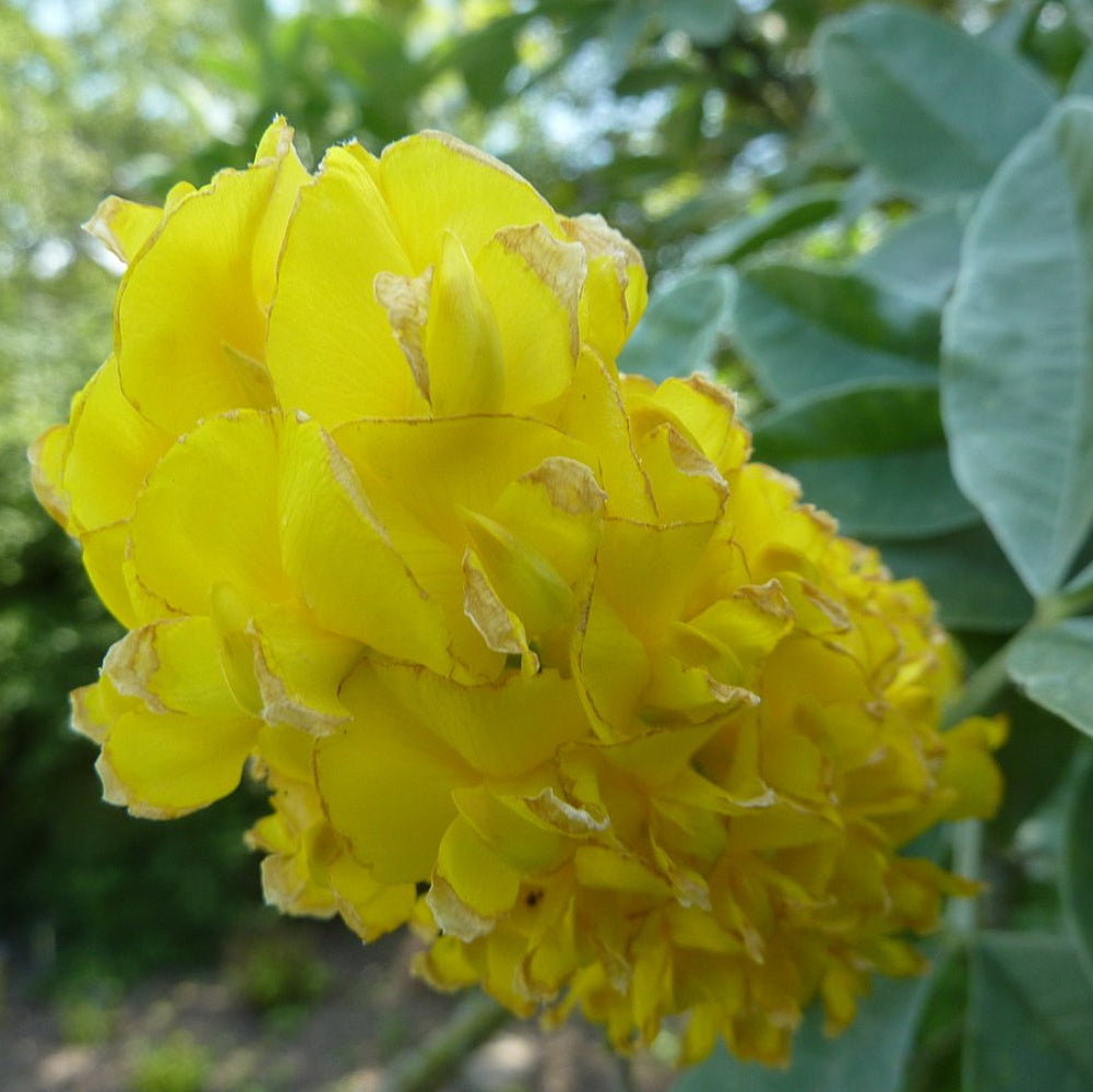 How to grow Cytisus Battandieri from seeds