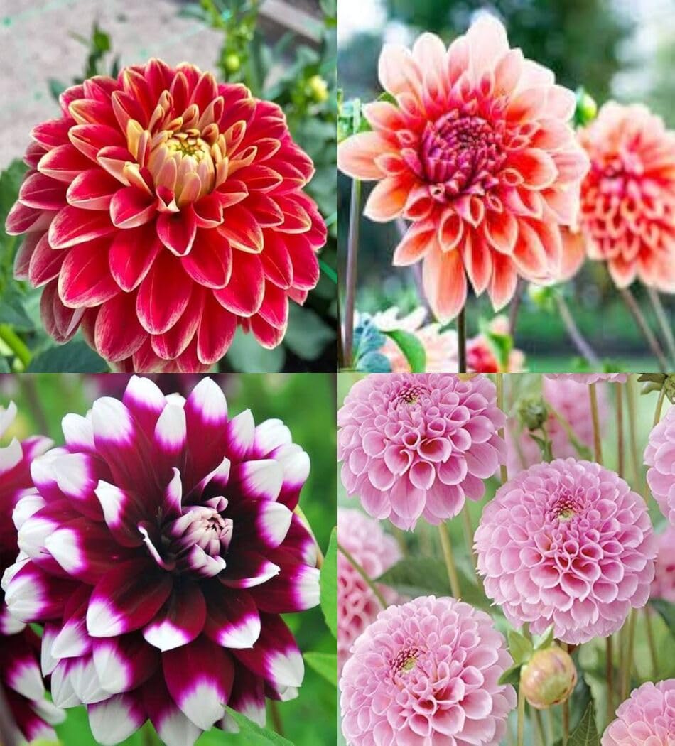 How to grow Butterscotch Dahlia from seeds
