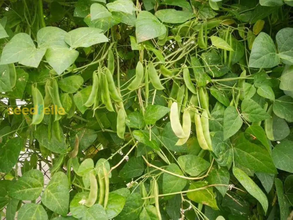 Grow Delicious Lima Beans | Easy Planting Seeds For Your Garden Vegetable Seeds