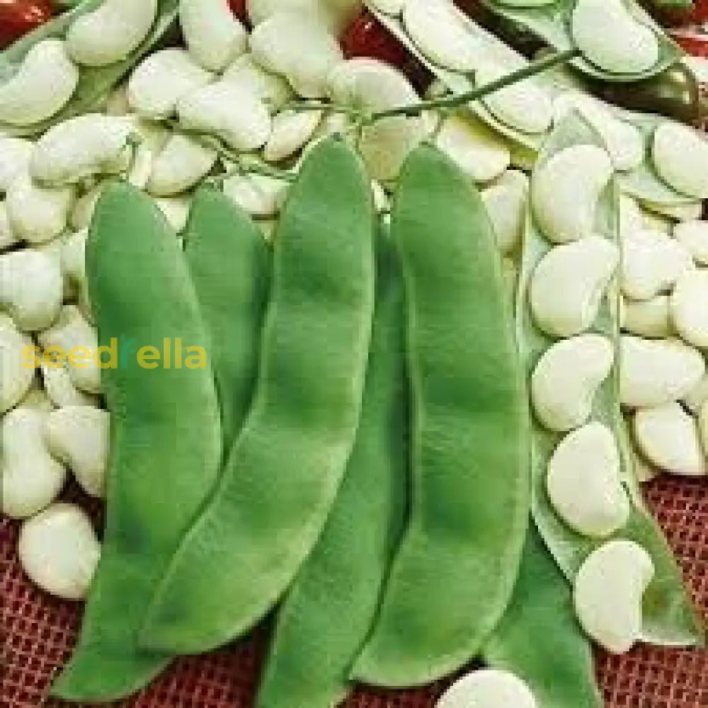 Grow Delicious Lima Beans | Easy Planting Seeds For Your Garden Vegetable Seeds