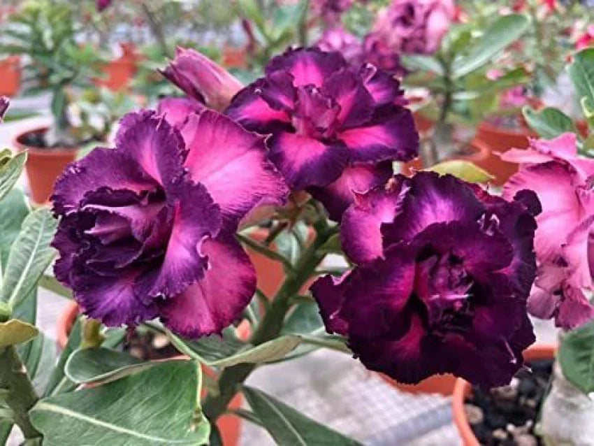 Guide to growing Desert Rose from Adenium Obesum Seeds