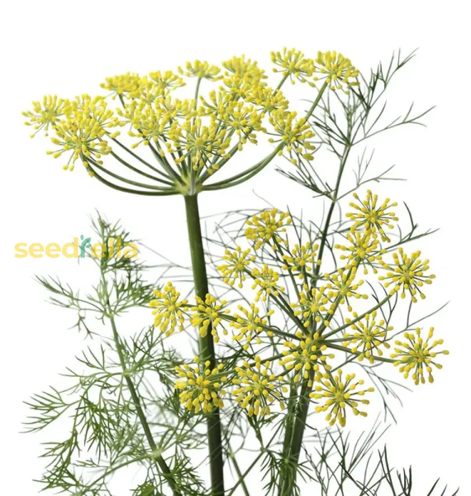 Grow Dill Seeds Indoors or Outdoors – Yellow Dill Mammoth