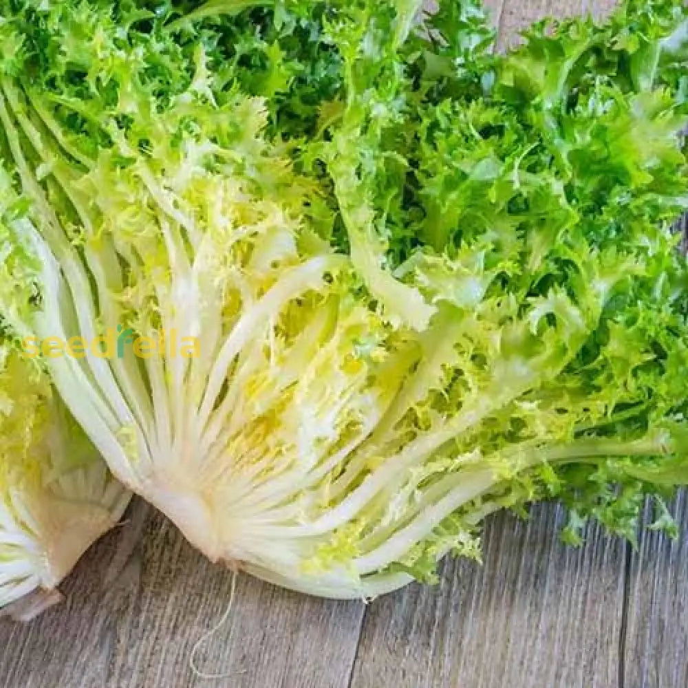 Grow Frisée Endive Seeds – Easy-to-Grow Leafy Greens for Pots