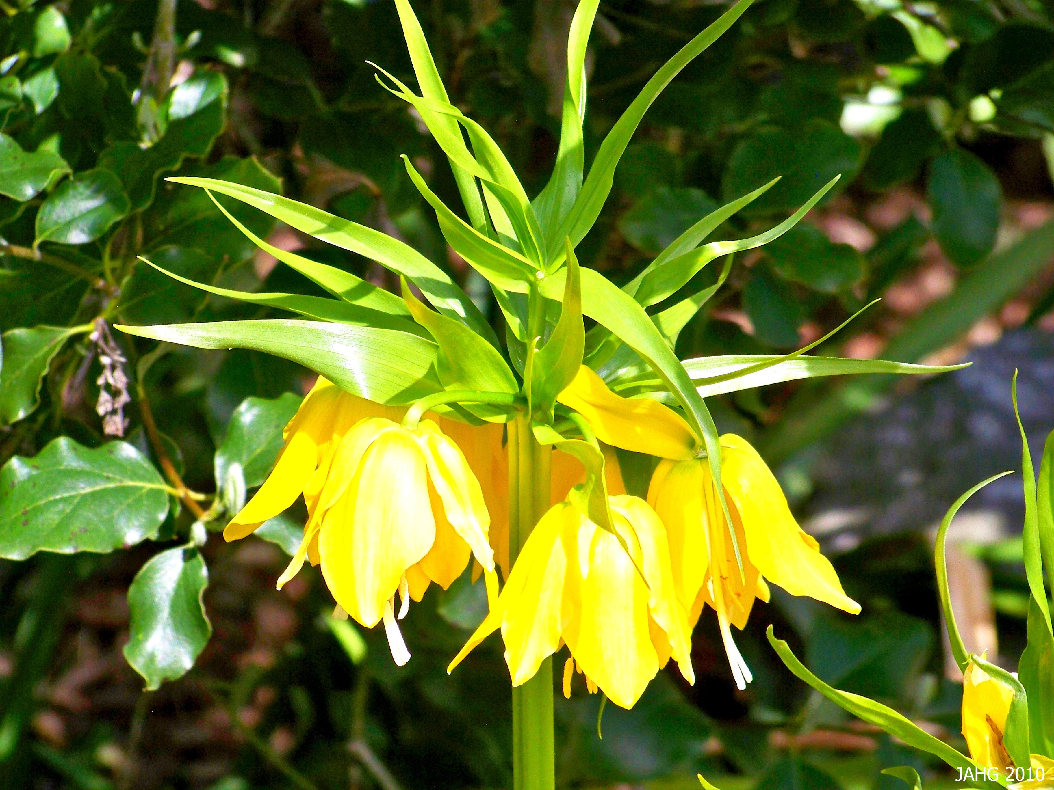 How to grow Fritillaria imperialis Yellow flowers