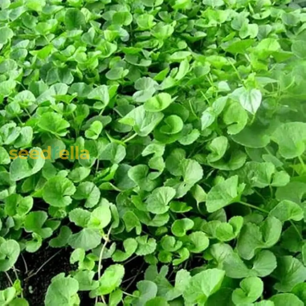 Grow Gotu Kola Seeds – Centella Asiatica for Pots and Landscapes