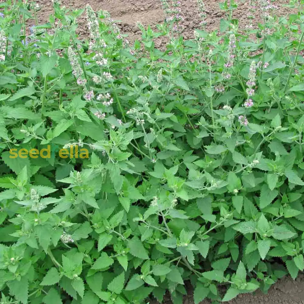 Grow Green Catnip Seeds – Easy-to-Grow Herb Loved by Cats