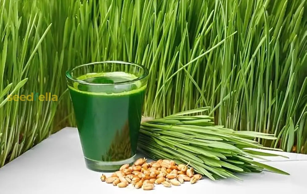 Grow Green Wheat at Home – Heirloom Wheat Seeds for Gardeners