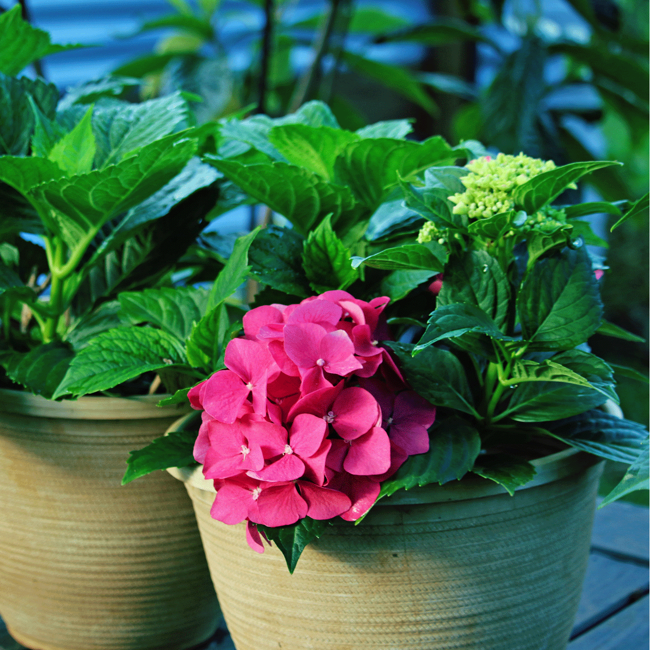 How to grow Deep Pink Hydrangea from seeds easily