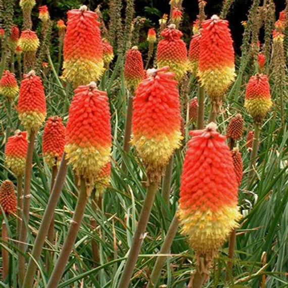 Red Kniphofia Flower Seeds For Bold Planting | Vibrant Perennial