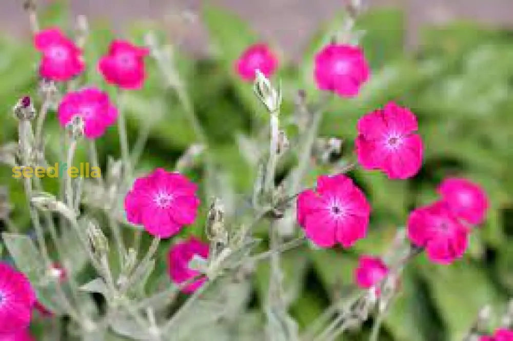 Lychnis flower seeds growing in home gardens