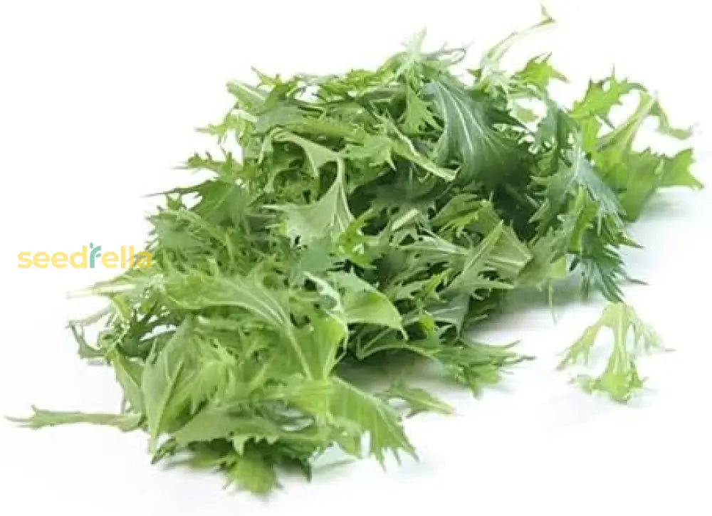 Grow Mizuna Baby Leaf Seeds – Fast-Growing Leafy Greens