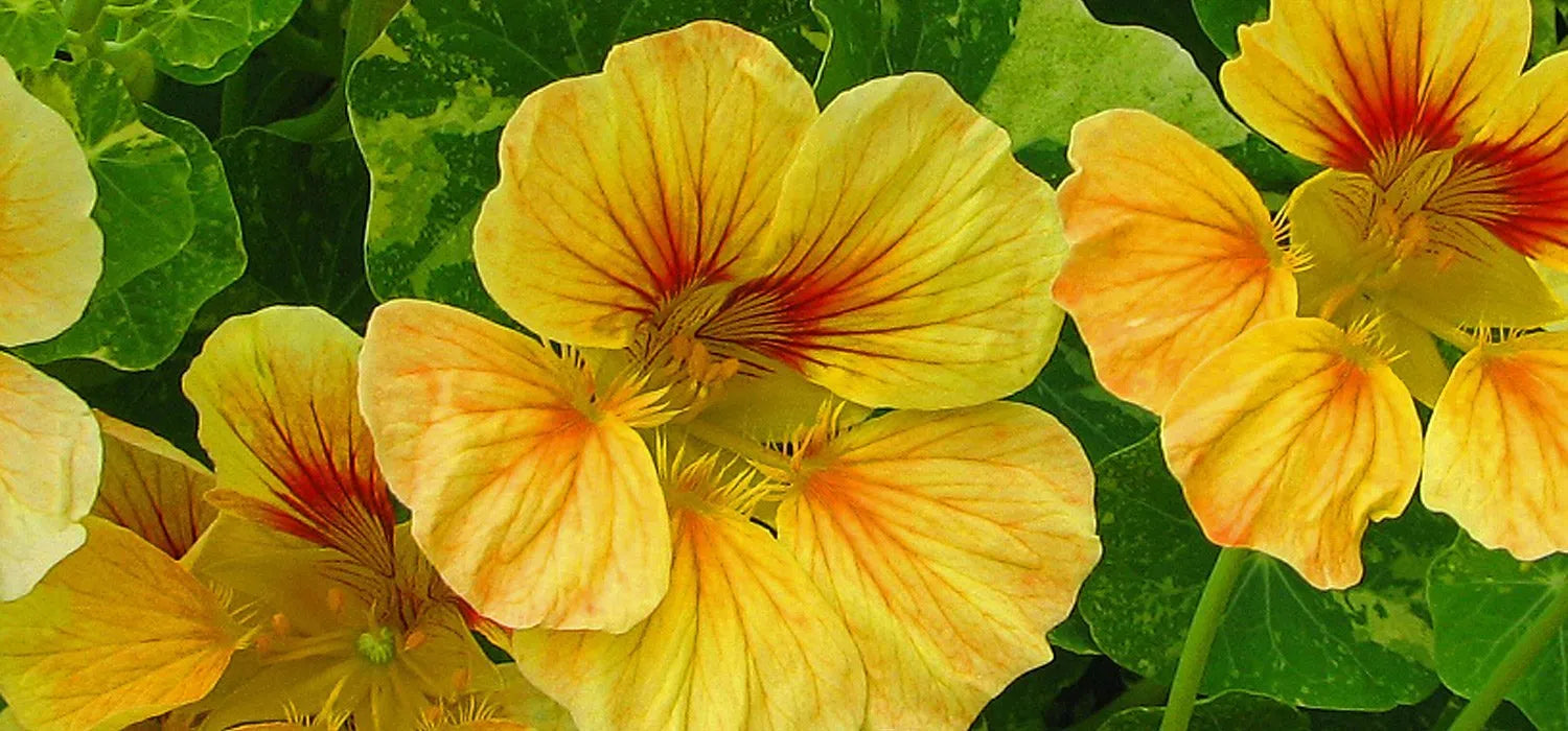 Yellow Nasturtium Flower Seeds Planting